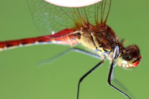 Sympetrum sanguineum